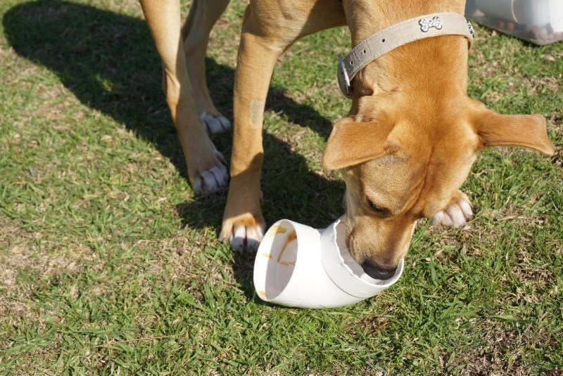 DIY Pet Toys: Easy Ways to Make Toys for Your Pets at Home